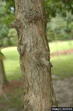 Oglethorpe oak, Quercus oglethorpensis  (Fagales: Fagaceae) - 2130005