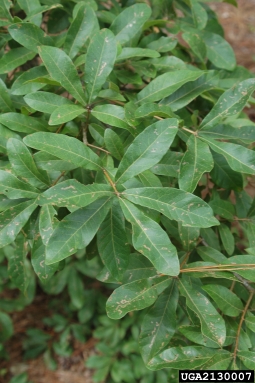 Oglethorpe oak, Quercus oglethorpensis  (Fagales: Fagaceae) - 2130007