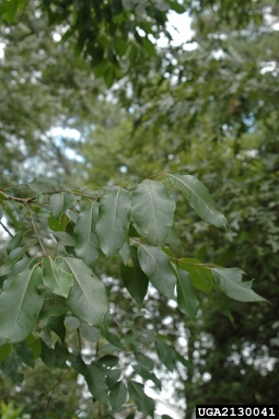 common persimmon, Diospyros virginiana  (Ebenales: Ebenaceae) - 2130041
