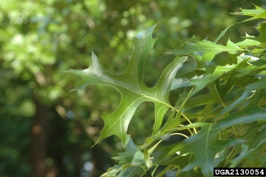 pin oak, Quercus palustris  (Fagales: Fagaceae) - 2130054