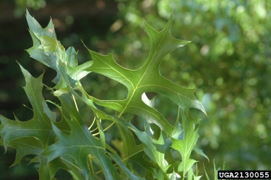 pin oak, Quercus palustris  (Fagales: Fagaceae) - 2130055