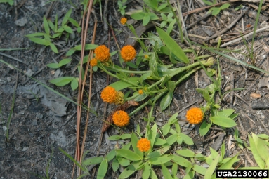 orange milkwort, Polygala lutea  (Polygalales: Polygalaceae) - 2130066