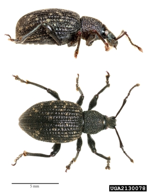 black vine weevil, Otiorhynchus sulcatus  (Coleoptera: Curculionidae) - 2130078