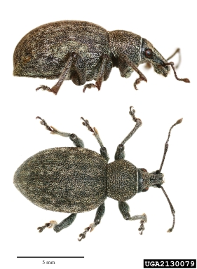 alfalfa snout beetle, Otiorhynchus ligustici  (Coleoptera: Curculionidae) - 2130079