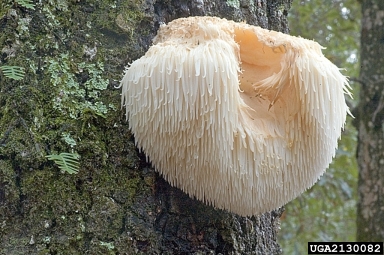 lion's mane hericium (Hericium erinaceus ) on oak (Quercus spp. ) - 2130082