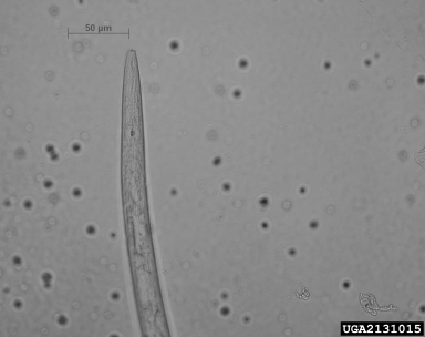 pine wilt nematode, Bursaphelenchus xylophilus  (Aphelenchida: Aphelenchidae) - 2131015
