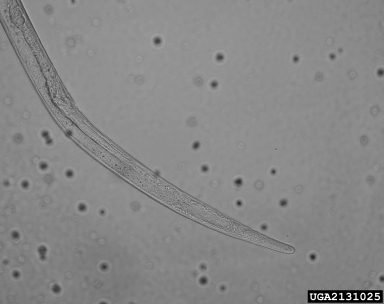 pine wilt nematode, Bursaphelenchus xylophilus  (Aphelenchida: Aphelenchidae) - 2131025