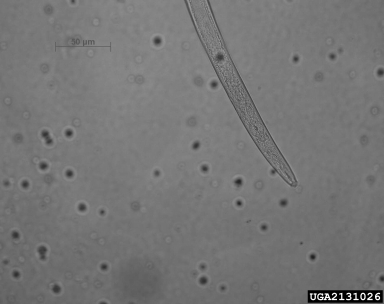 pine wilt nematode, Bursaphelenchus xylophilus  (Aphelenchida: Aphelenchidae) - 2131026