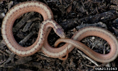 Dekay snake, Storeria dekayi  (Squamata: Colubridae) - 2131043