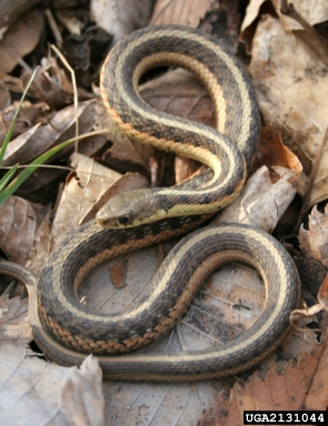eastern garter snake, Thamnophis sirtalis  (Squamata: Colubridae) - 2131044