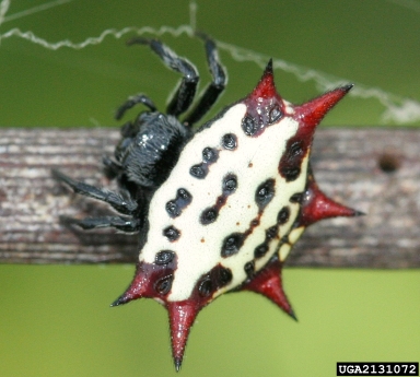 spinybacked spider, Gasteracantha cancriformis  (Araneae: Araneidae) - 2131072