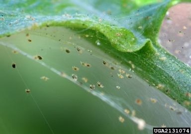 twospotted spider mite, Tetranychus urticae  (Acari: Tetranychidae) - 2131074