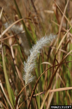 cogongrass, Imperata cylindrica  (Cyperales: Poaceae) - 2131097