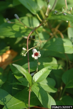skunk-vine, Paederia foetida  (Rubiales: Rubiaceae) - 2132007