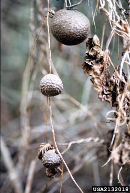 air-potato, Dioscorea bulbifera  (Dioscoreales: Dioscoreaceae) - 2132018