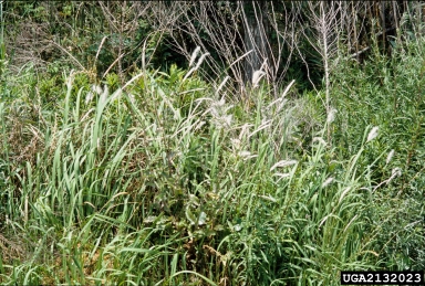 cogongrass, Imperata cylindrica  (Cyperales: Poaceae) - 2132023
