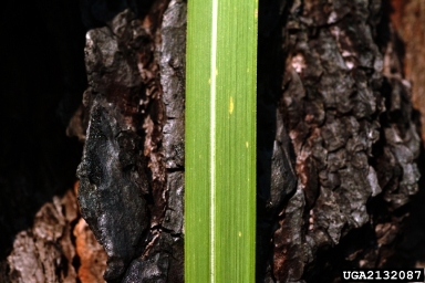 cogongrass, Imperata cylindrica  (Cyperales: Poaceae) - 2132087