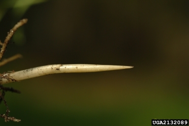 cogongrass, Imperata cylindrica  (Cyperales: Poaceae) - 2132089