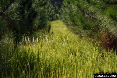 cogongrass, Imperata cylindrica  (Cyperales: Poaceae) - 2132092