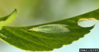lacewings,    (Neuroptera: Chrysopidae) - 2132095