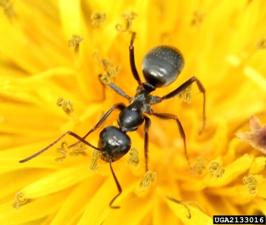 ants, Formica spp.  (Hymenoptera: Formicidae) - 2133016