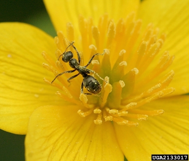 ants, Formica spp.  (Hymenoptera: Formicidae) - 2133017