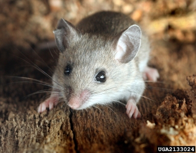 deer mouse, Peromyscus maniculatus  (Rodentia: Muridae) - 2133024