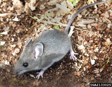 deer mouse, Peromyscus maniculatus  (Rodentia: Muridae) - 2133025