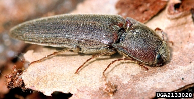click beetle,    (Coleoptera: Elateridae) - 2133028