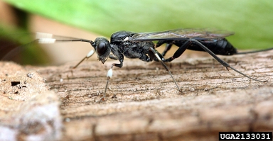 Ichneumonid wasps,    (Hymenoptera: Ichneumonidae) - 2133031