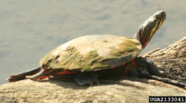 painted turtle, Chrysemys picta  (Testudines: Emydidae) - 2133041