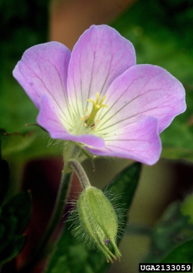 wild geranium, Geranium maculatum  (Geraniales: Geraniaceae) - 2133059