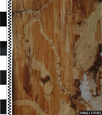 bark beetle (Orthotomicus longicollis ) on Scots pine (Pinus sylvestris ) - 2133082