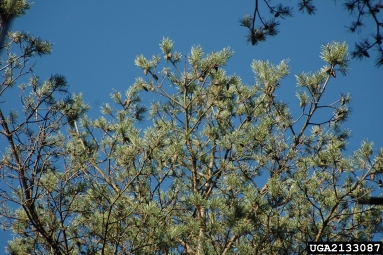 nun moth (Lymantria monacha ) on Scots pine (Pinus sylvestris ) - 2133087