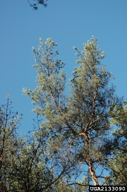 nun moth (Lymantria monacha ) on Scots pine (Pinus sylvestris ) - 2133090