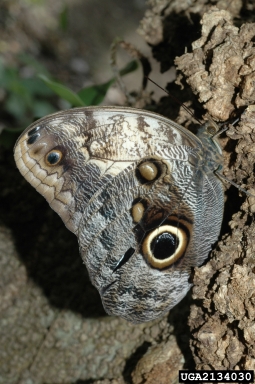 owl butterflies, Caligo spp.  (Lepidoptera: Nymphalidae) - 2134030