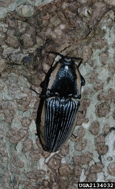 click beetle, Chalcolepidius virginalis  (Coleoptera: Elateridae) - 2134032
