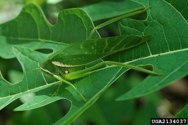 long-horned grasshopper,    (Orthoptera: Tettigoniidae) - 2134037