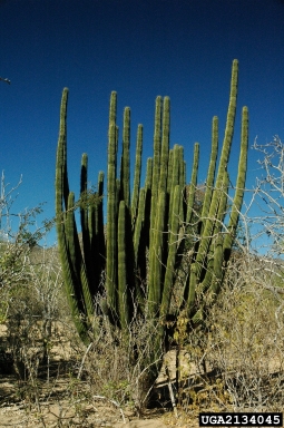 organ pipe cactus, Stenocereus thurberi  (Caryophyllales: Cactaceae) - 2134045