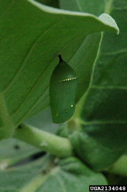 monarch butterfly (Danaus plexippus ) on giant milkweed (Calotropis gigantea ) - 2134048