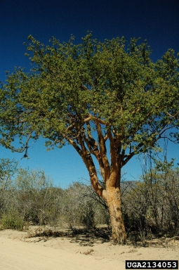 elephant tree, Pachycormus discolor  (Sapindales: Anacardiaceae) - 2134053