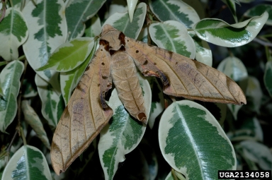 sphinx moth, Protambulyx eurycles  (Lepidoptera: Sphingidae) - 2134058
