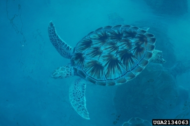 hawksbill sea turtle, Eretmochelys imbricata  (Testudines: Cheloniidae) - 2134063