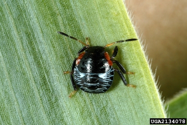 green stink bug, Acrosternum hilare  (Hemiptera: Pentatomidae) - 2134078