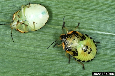 green stink bug, Acrosternum hilare  (Hemiptera: Pentatomidae) - 2134080