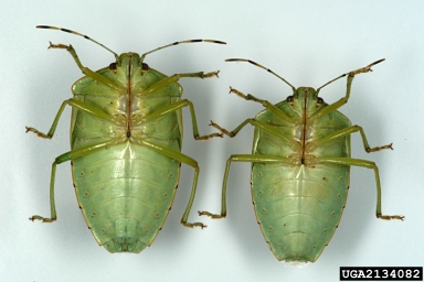 green stink bug, Acrosternum hilare  (Hemiptera: Pentatomidae) - 2134082