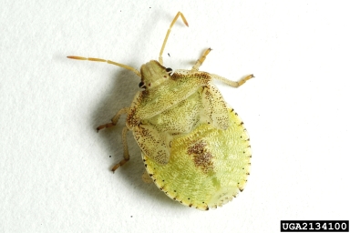 brown stink bug, Euschistus servus  (Hemiptera: Pentatomidae) - 2134100
