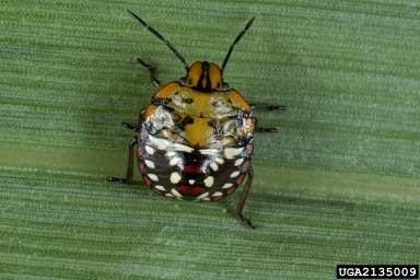 southern green stink bug, Nezara viridula  (Hemiptera: Pentatomidae) - 2135009