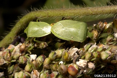 southern green stink bug, Nezara viridula  (Hemiptera: Pentatomidae) - 2135012