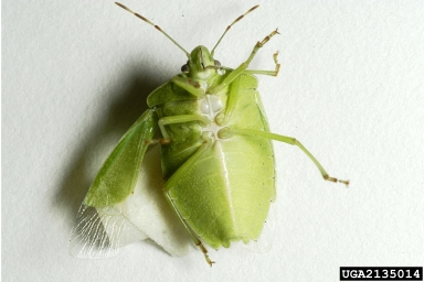 southern green stink bug, Nezara viridula  (Hemiptera: Pentatomidae) - 2135014